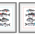 Fish print set, Winter and summer fish, canadian fish, canadian artist, canadian art, amelie legault, fish art prints, fish art work