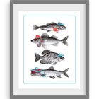 affiche de poissons, dessin de poissons, amelie legault, poisson canadien, fait au québec, artiste québécoise, poissons du québec